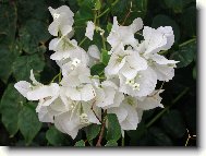 Bug�nvilea b�l�