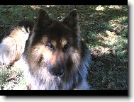 Sam�k