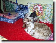 Coco a �i��