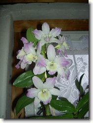 Orchidej