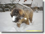 Kavkaz��ek Agb�ek