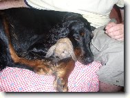 Gordon setr a kr�l��ek ??