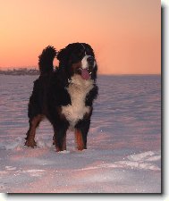 BERNIE- miluje sn�h