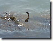 Pravideln� plavec v Balatonu