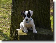 N� Hugo