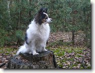 �ofie
