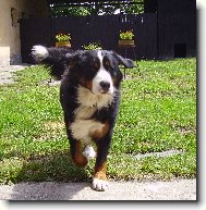 Fud�i
