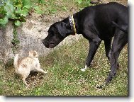Dante a n� kocour