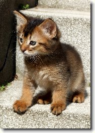 Som�lsk� kocourek