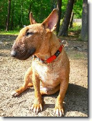 Hariet �echia Bull