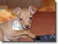 kok�n� na tv