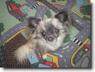 Brus�k
