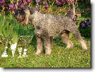 mamin�in maz�nek Bill