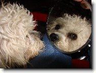 Jasm�na Okat� Fantazie