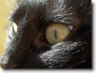 Fotogenick� (K)O�ka