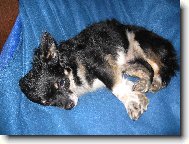 spink�