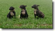 Ozzy, Zoro, Bul�k J.