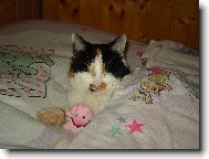 L�zinka