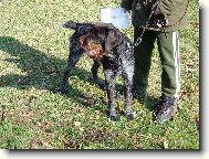 Amar z Lov�ick�ch taras�