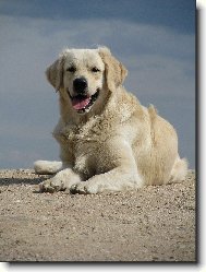 Golden retriever Britt - kope�ek