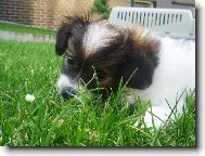 Arlow Strike Marestel- 6 t�dn�