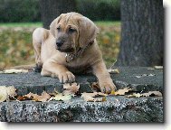 Baldey ze �pi��ku