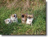 �ivavy v tr�v�