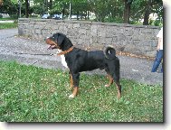 ICH Arcos z Tich�ho �dol�