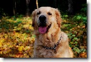 Bar�a v podzimn�ch barv�ch