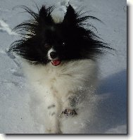 Ali Dejvick� kv�tko