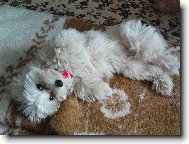 d�m si �lof�ka