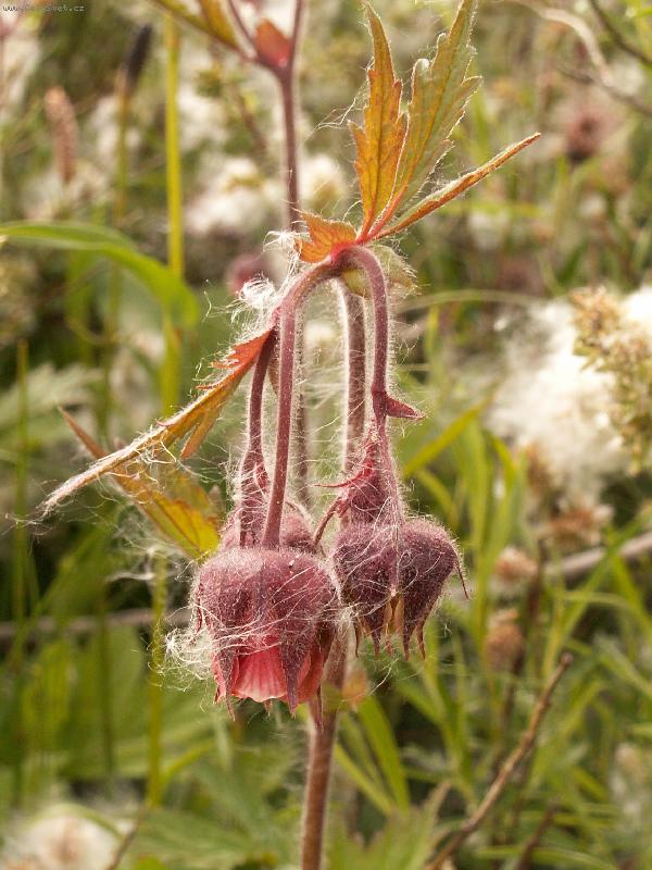 Foto: chlup��ek-kukl�k poto�n�