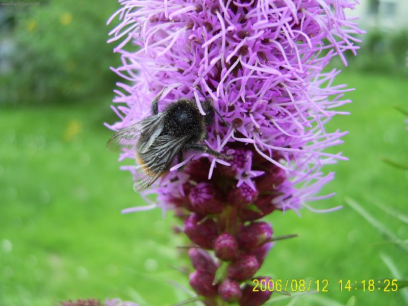 Foto: �u�karda a �mel�k-na pastv�