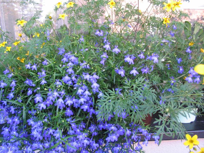 Foto: rozkvetl� l�to-na�e balkonov� romance