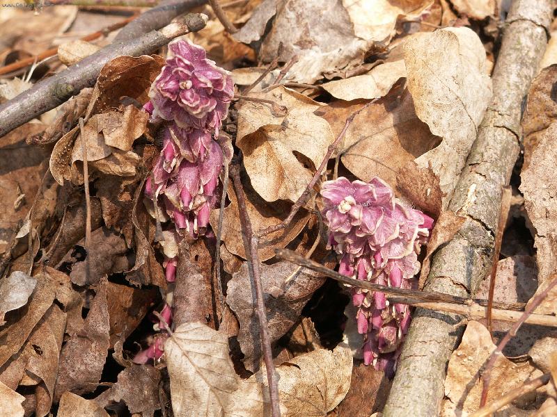 Foto: Posel jara-podb�lek �upinat�, Nemo�ick� str�� u Pardubic