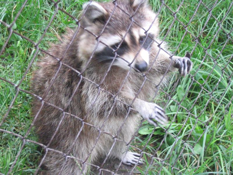 Foto: Puste m� ven-M�val v ZOO na hrad� B�tov