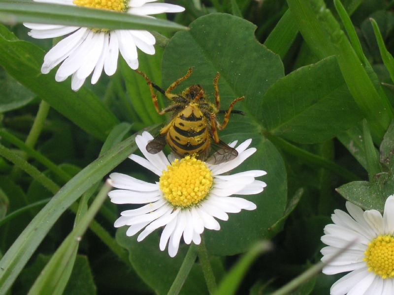 Foto: vcelka..-jo,jo.. kdyz se to prezene s medovinou..