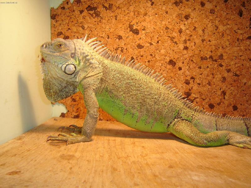 Foto: Legu�n zelen� - EDA-d�l�m kliky, neru�it....