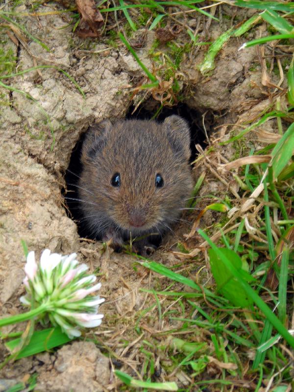 Foto: My�-Mal� my��tko, kter� se na louce nechalo krmit i z ruky !