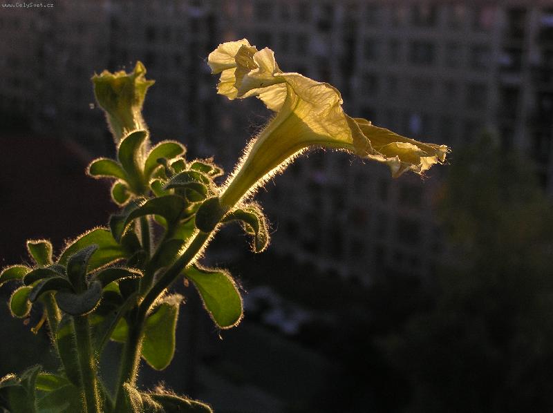 Foto: Petunie