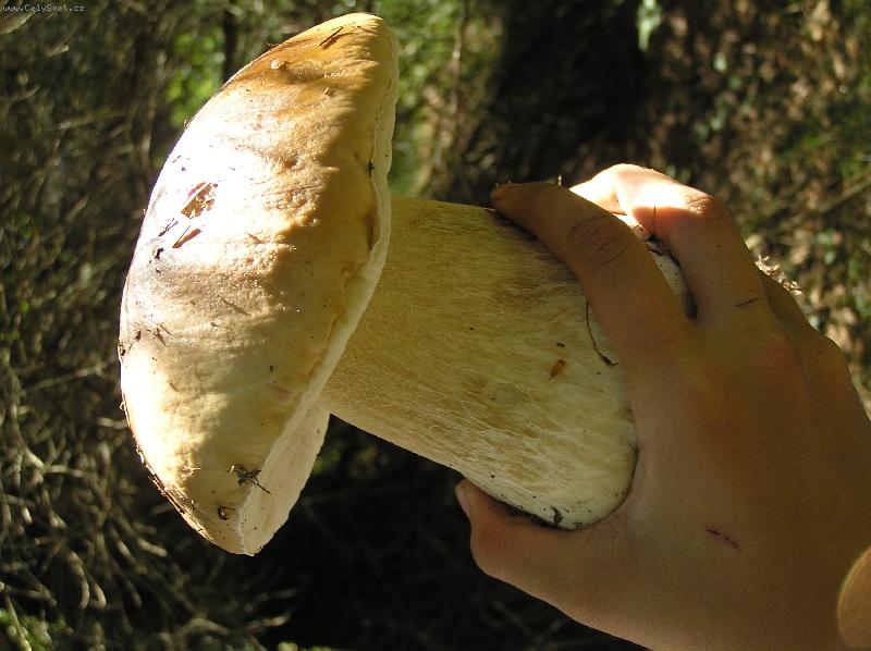 Foto: Rostou.........