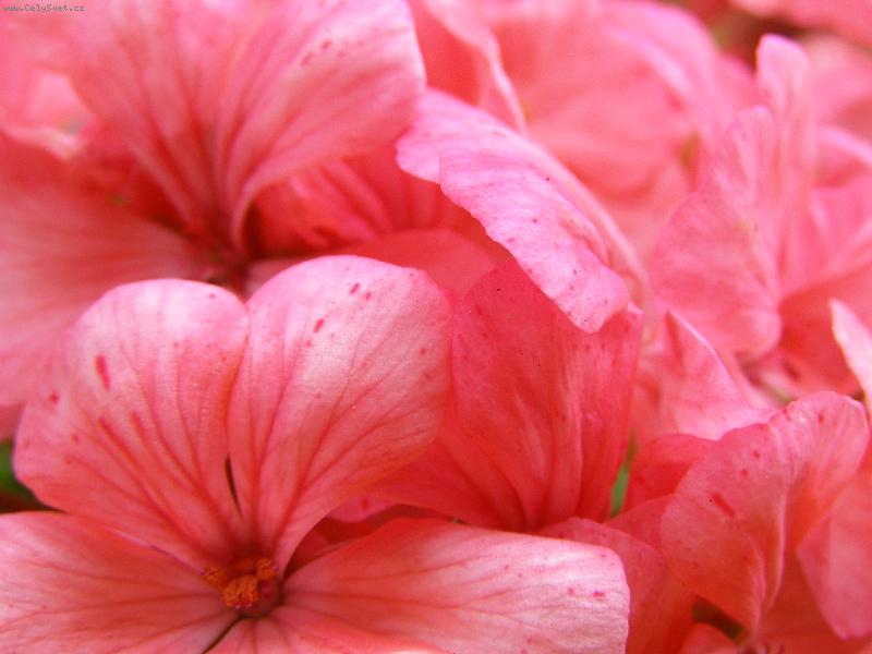 Foto: Na m�m okn�