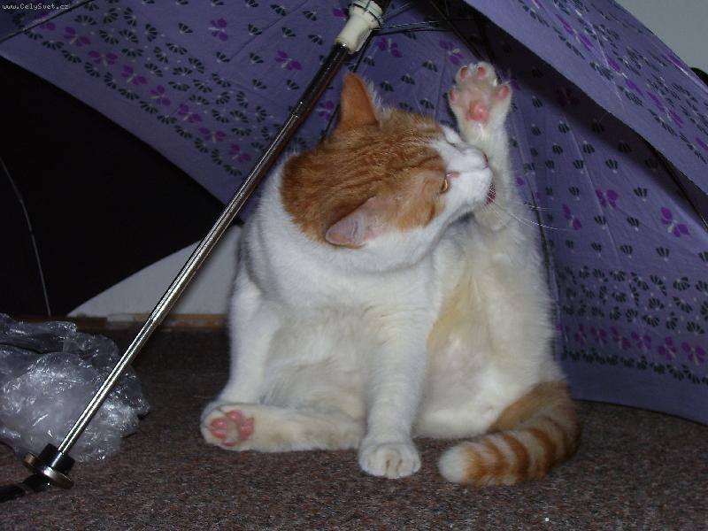 Foto: schovka-To je dokonal� m�sto na um�v�n�...co kdyby v na�em byt� za�alo pr�et?