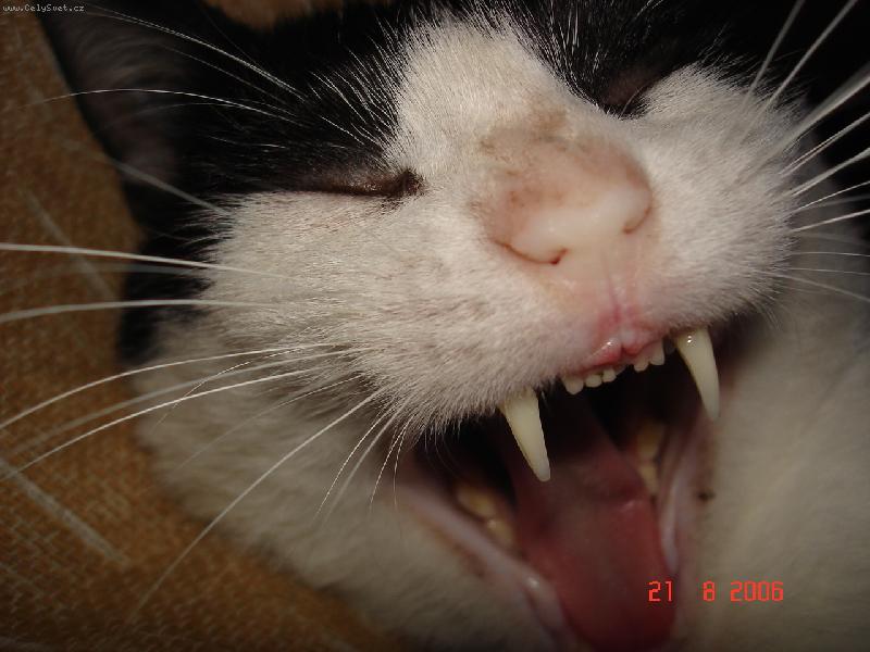 Foto: Kocour �avlozub�