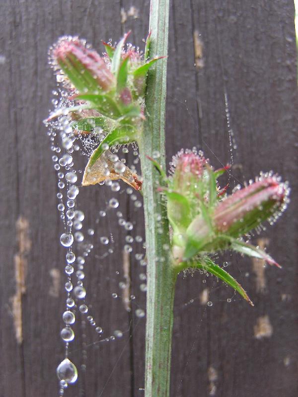 Foto: kor�lky z rosy