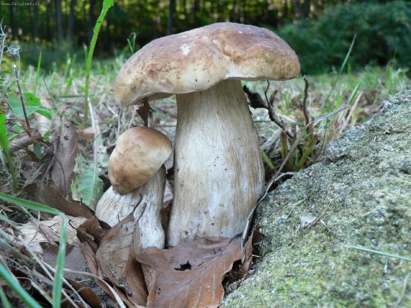 Foto: dva br�kov�