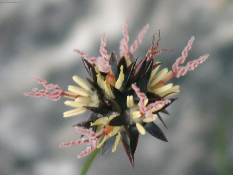 Foto: s�tina jacquinova