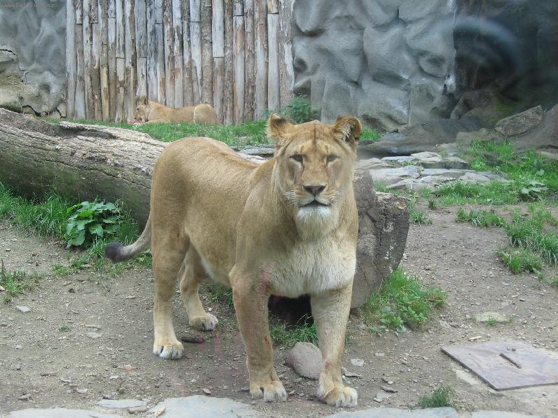 Foto: Pozor-Okouzluj�c� hled�c� micinka