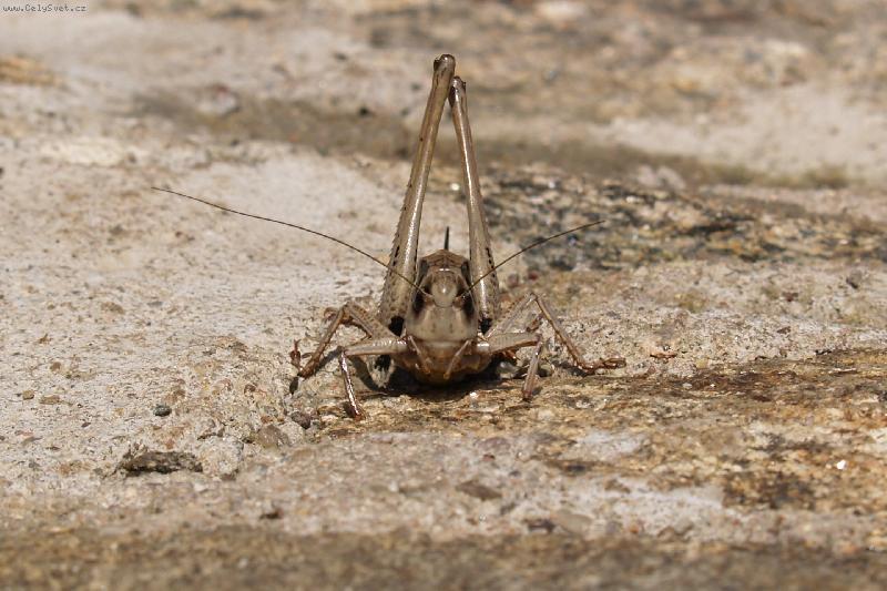 Foto: Hal�, jste tam???-p�zov�n� saran�ete