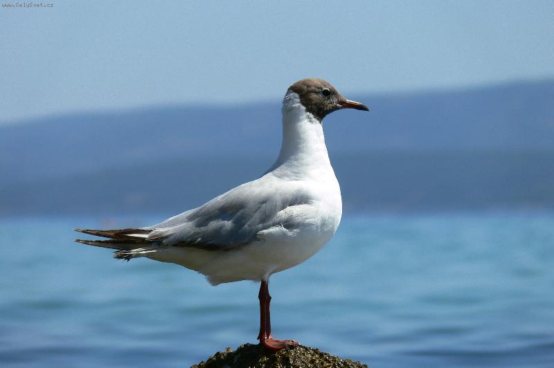 Foto: racek-To slun��ko ale p�l�, tak rychle fo� a�� m��u let�t zas d�l!